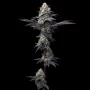 Cannabis seeds Bubblegum Gelato from Barney's Farm